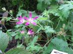 Tuin geraniums, asarum, hosta UITVERKOOP, 1 euro per stuk, Tuin en Terras, Planten | Tuinplanten, Ophalen, Zomer, Overige soorten