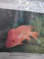 Amphilohus citrinellus man van ruim 40 cm., Dieren en Toebehoren, Ophalen