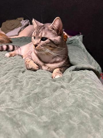 Britse korthaar kater beschikbaar voor biedingen