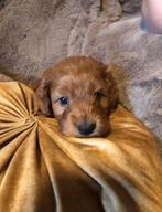 Toy Cockapoo puppy’s, Dieren en Toebehoren, Honden | Chihuahua's en Gezelschapshonden, Overige rassen, CDV (hondenziekte), 8 tot 15 weken