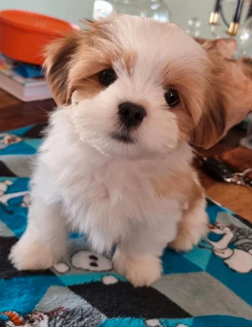 Mooie Lhasa-apso pups met stamboom, Dieren en Toebehoren, Honden | Chihuahua's en Gezelschapshonden, Reu, Overige rassen, Particulier