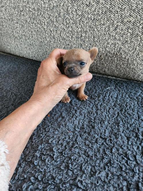 Chihuahua puppy's,mini,bleu en fawn, Dieren en Toebehoren, Honden | Chihuahua's en Gezelschapshonden, Meerdere dieren, Chihuahua