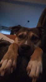 Rebel een Amerikaanse Staff x Bully XL, Dieren en Toebehoren, Reu, Eén hond, Nederland, Particulier