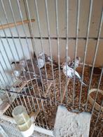 Bonte diamantduiven, Meerdere dieren, Tropenvogel