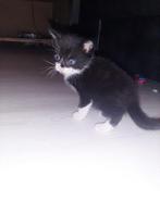 4 kittens zoeken nieuw huisje, Dieren en Toebehoren, Katten en Kittens | Overige Katten, Meerdere dieren, 0 tot 2 jaar