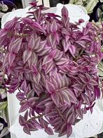 Tradescantia Fluor, Ophalen of Verzenden, Halfschaduw, Minder dan 100 cm
