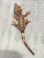Prachtige jonge wimpergekko 100% het Axanthic, Dieren en Toebehoren, Reptielen en Amfibieën, Hagedis, Tam, 0 tot 2 jaar
