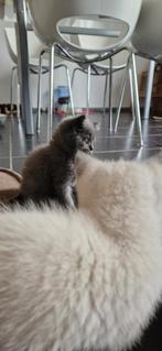 Prachtige Britse Korthaar Kitten, Gechipt, 0 tot 2 jaar, Kater