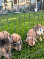 Schattige dwerg konijnen, Dieren en Toebehoren, Konijnen, Meerdere dieren, Dwerg