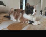 Kruising maincoon kittens, Dieren en Toebehoren, Katten en Kittens | Raskatten | Korthaar, Meerdere dieren, Ontwormd, 0 tot 2 jaar