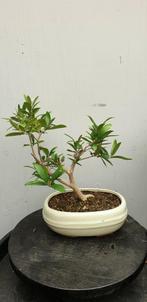 olijf bonsai, Ophalen of Verzenden, Zomer, Overige soorten