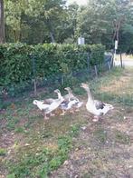 Twentse landganzen, Dieren en Toebehoren, Pluimvee, Meerdere dieren, Eend