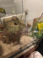 1.0 Dasypeltis scabra man, Dieren en Toebehoren, Reptielen en Amfibieën, Slang, 3 tot 6 jaar