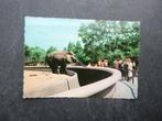 Rotterdam,Diergaarde Blijdorp afrikaanse en indische olifant, Ophalen of Verzenden, 1960 tot 1980, Gelopen, Zuid-Holland