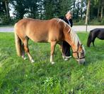 Super lieve mooie haflinger merrie️️, Dieren en Toebehoren, Merrie, Met stamboom, Minder dan 160 cm, 11 jaar of ouder