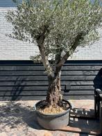 Mooi vertakte olijfboom stamomtrek 60/80, 100 tot 250 cm, Olijfboom, Zomer, Ophalen