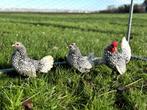 Jonge Sebright krielkippen Zilver zwart gezoomd ingeënt, Dieren en Toebehoren, Pluimvee, Meerdere dieren, Kip