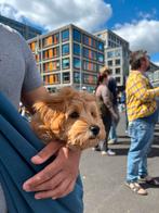 Trixie Draagzak Hond, Dieren en Toebehoren, Honden-accessoires, Ophalen of Verzenden, Gebruikt