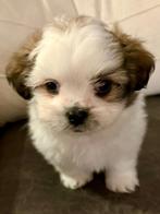 Verkocht …Gezelschapshond de Havamalt ., Dieren en Toebehoren, Honden | Chihuahua's en Gezelschapshonden, Overige rassen, Meerdere