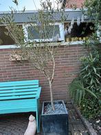 Olive tree, Tuin en Terras, Planten | Bomen, Ophalen, Volle zon, Overige soorten