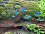 Sumatraan groen 10 stuks, Dieren en Toebehoren, Vis, Zoetwatervis
