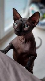 Sphynx kater- 4 jaar gecastreerd, Kater