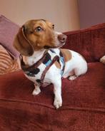 Lief (gecastreerd) teckel reutje zoekt een huisje, Dieren en Toebehoren, Honden | Teckels en Dashonden, Standaard, Reu, CDV (hondenziekte)