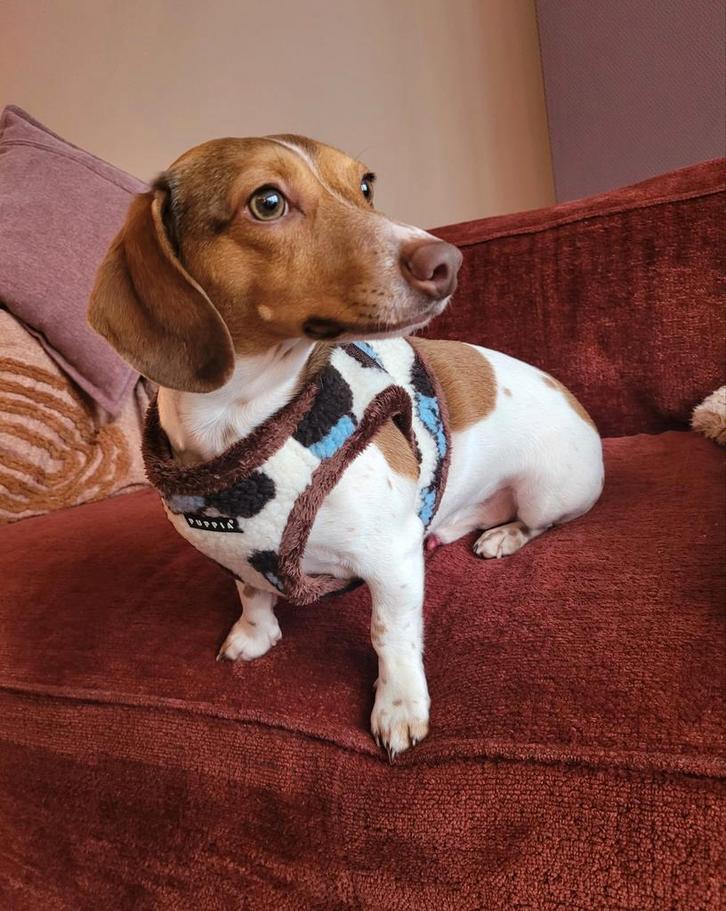 Lief (gecastreerd) teckel reutje zoekt een huisje, Dieren en Toebehoren, Honden | Teckels en Dashonden