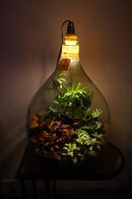 XL Ecosysteem/planten terrarium/flessentuin met licht, Overige soorten, Minder dan 100 cm, Halfschaduw, In pot