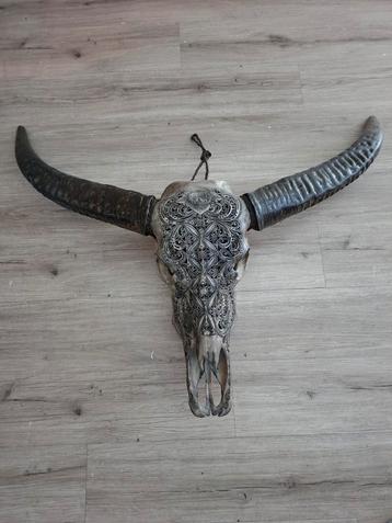 Buffelschedel Wanddecoratie beschikbaar voor biedingen