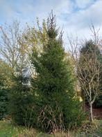 Prachtige Fijnspar 7 meter, Tuin en Terras, Planten | Bomen, Ophalen, Volle zon, Overige soorten