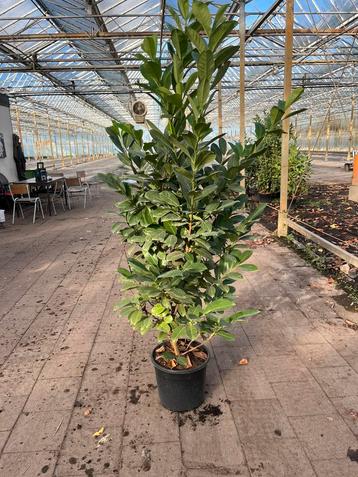 Prunus laurier rotundifolia - novita 150/200cm scherpgrijsd! beschikbaar voor biedingen