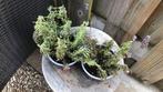 Lavendel, Tuin en Terras, Planten | Tuinplanten, Ophalen of Verzenden, Zomer, Overige soorten, Volle zon