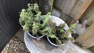Lavendel  beschikbaar voor biedingen