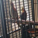 D, Dieren en Toebehoren, Vogels | Kanaries, Meerdere dieren