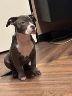 Amerikaanse bully XL puppy’s, 8 tot 15 weken, Meerdere dieren, Eén hond, Nederland