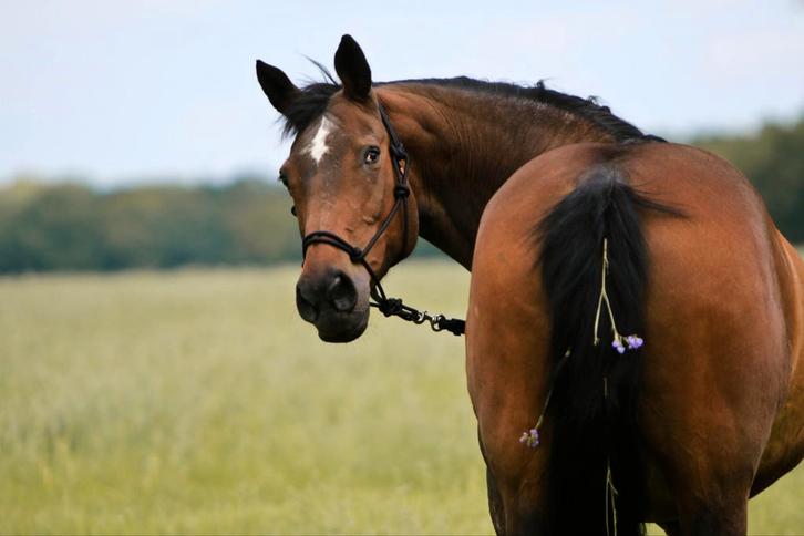Weidegang/stalling gezocht, Dieren en Toebehoren, Stalling en Weidegang