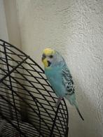 Parkiet 7 weken oud, Dieren en Toebehoren, Vogels | Parkieten en Papegaaien, Mannelijk, Parkiet