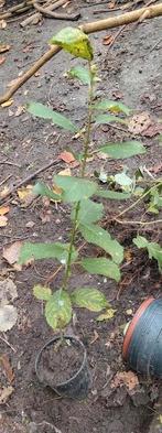 Boswilg of Grauwe wilg zaailing., Tuin en Terras, Planten | Bomen, Ophalen, Halfschaduw, Lente, Dakboom