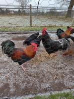 Haan, hanen. Australorp, Bielefeld/welsumer. 1 jaar., Dieren en Toebehoren, Pluimvee, Mannelijk, Kip
