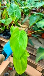 Monstera egregia - Zeldzame Kamerplant, Ophalen of Verzenden