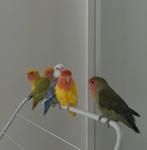 schattige parkietjes te koop!, Dieren en Toebehoren, Vogels | Parkieten en Papegaaien, Meerdere dieren, Parkiet