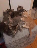Prachtige maincoon kitten de laatste van het nest!!, Dieren en Toebehoren, Katten en Kittens | Raskatten | Langhaar, Meerdere dieren