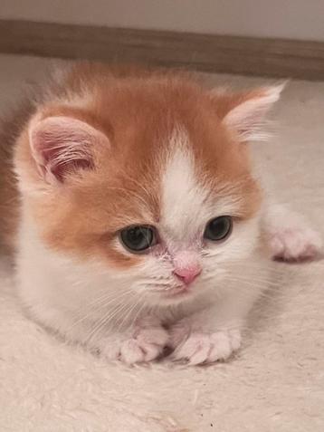Kitten meet Stamboom  beschikbaar voor biedingen