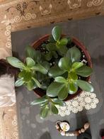 Crassula Ovata in pot, Volle zon, Vaste plant, Bloeit niet, Ophalen