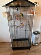 2 dwergpapegaaien met kooi, Geslacht onbekend, Dwergpapegaai of Agapornis, Geringd