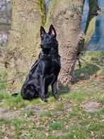 Prachtige zwarte herder, Dieren en Toebehoren, Honden | Herdershonden en Veedrijvers, Rabiës (hondsdolheid), 1 tot 2 jaar, Teef