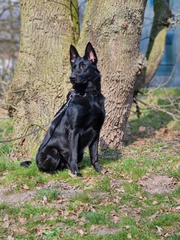 Prachtige zwarte herder beschikbaar voor biedingen