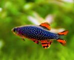Parelhoen Danio / Galaxi, Vis, Zoetwatervis, Schoolvis