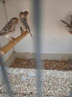 Rood agaat mozaik poppen, Dieren en Toebehoren, Vogels | Kanaries, Vrouwelijk, Kleurkanarie